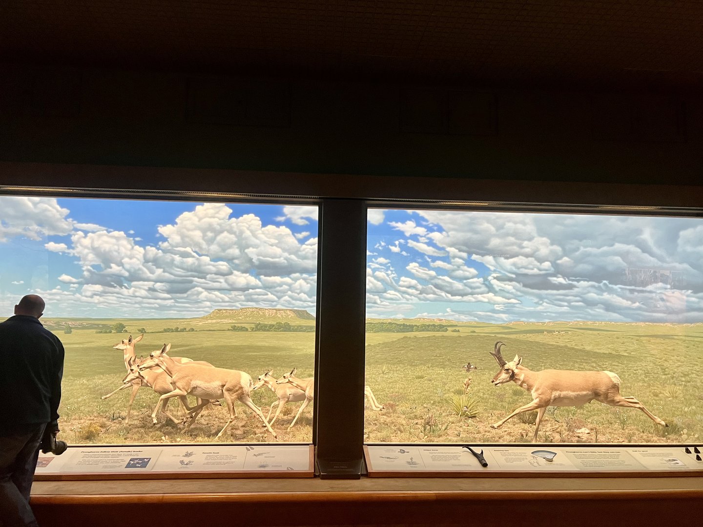 Pronghorn Diorama