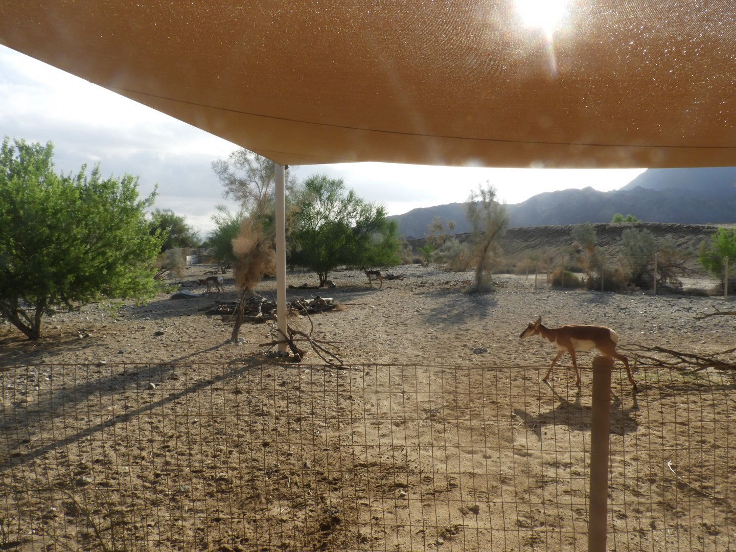 Pronghorn enclosure