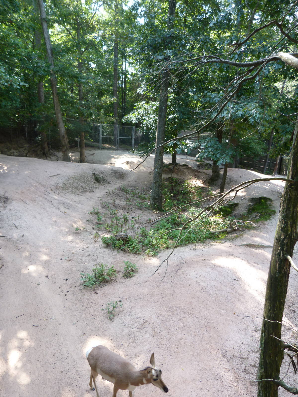 Pronghorn Exhibit - August 2014