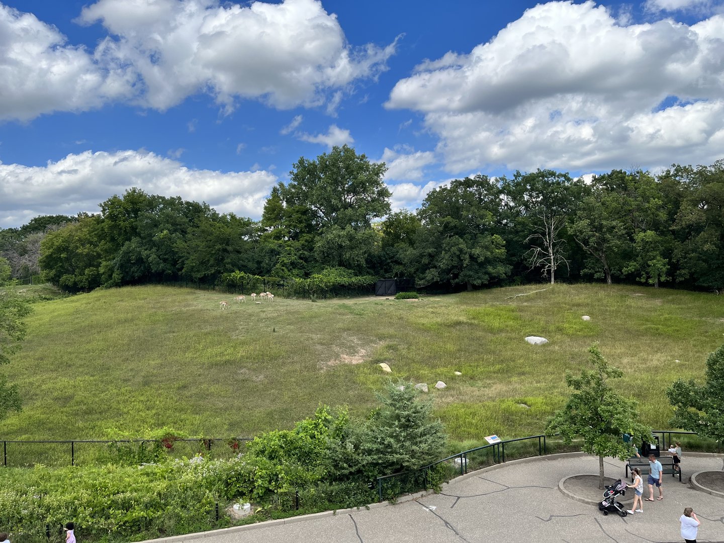 Pronghorn Exhibit from the Treetop Trail