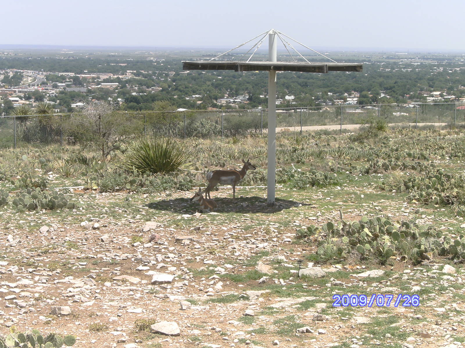 Pronghorn Exhibit  - July 2009