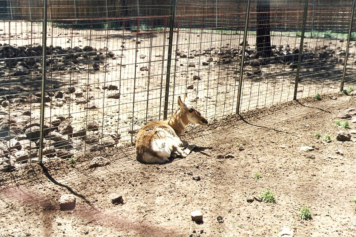 Pronghorn - Grand Canyon Deer Farm 1998
