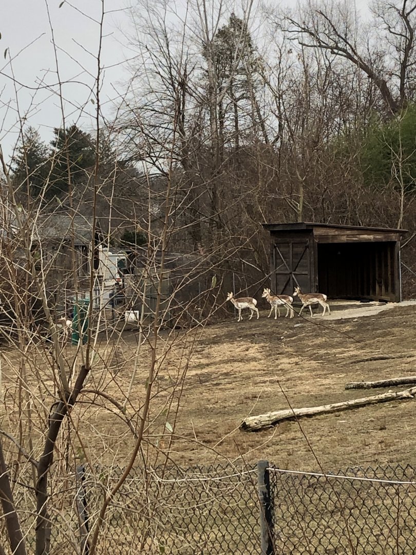 Pronghorn Habitat - Feb, 2020