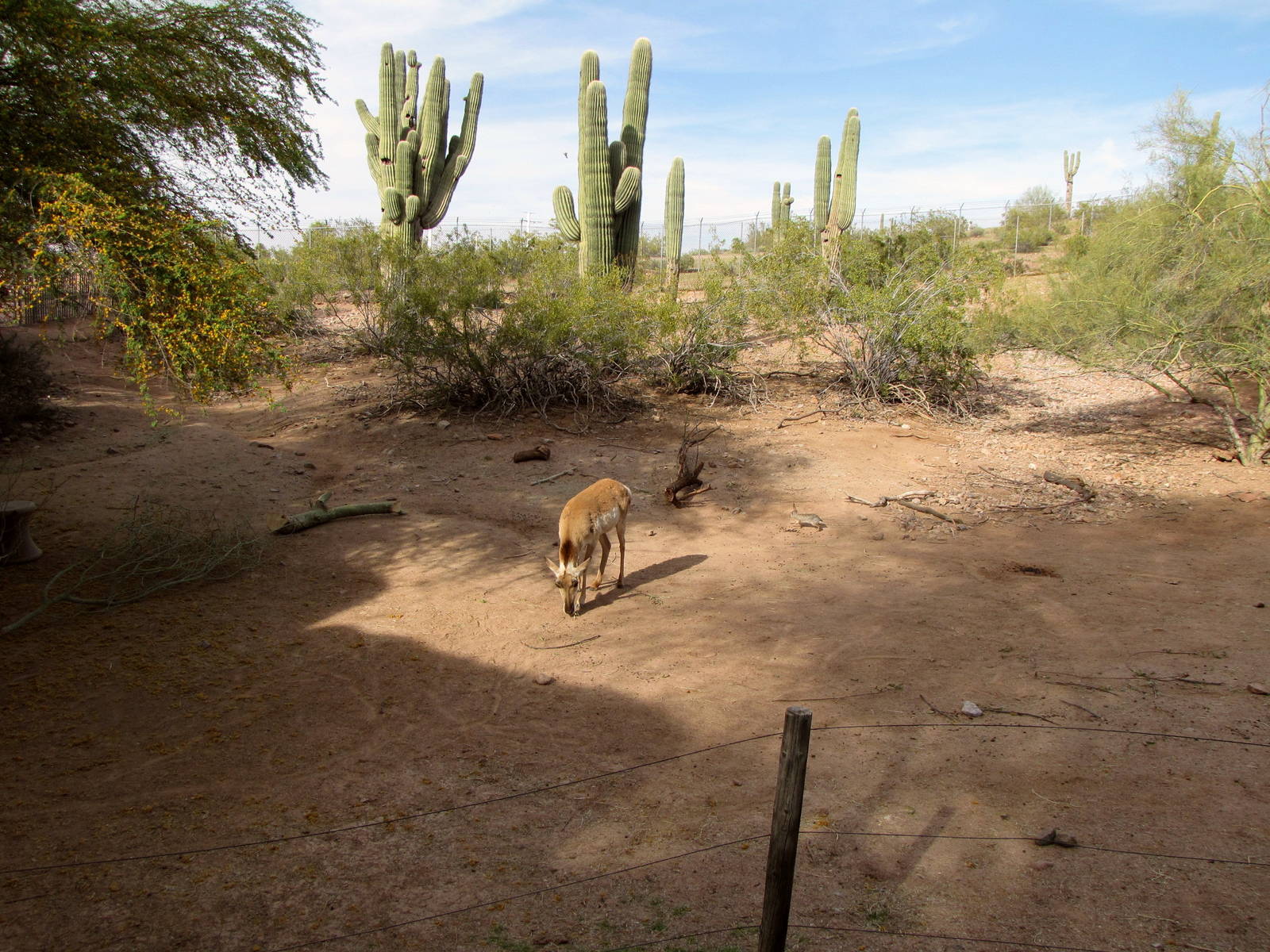 Pronghorn Habitat
