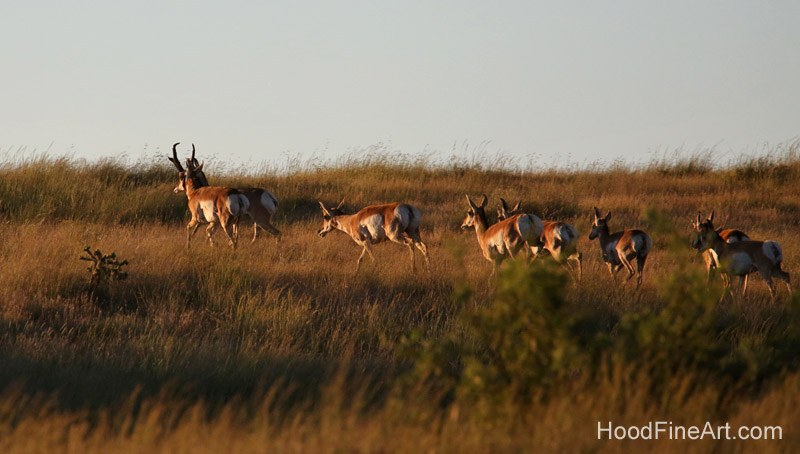 pronghorn herd fleeing