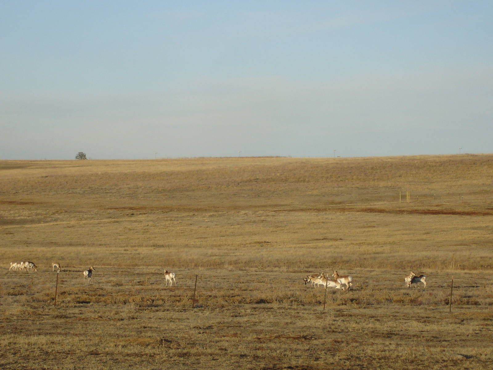 Pronghorn herd