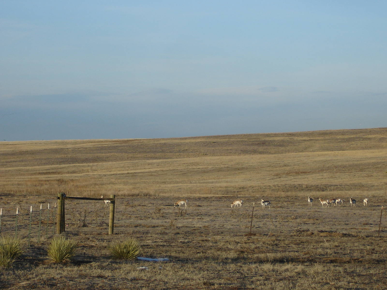 Pronghorn herd