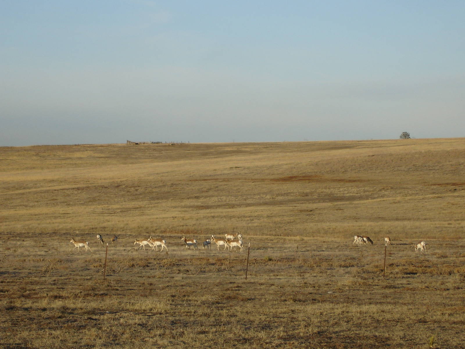 Pronghorn herd