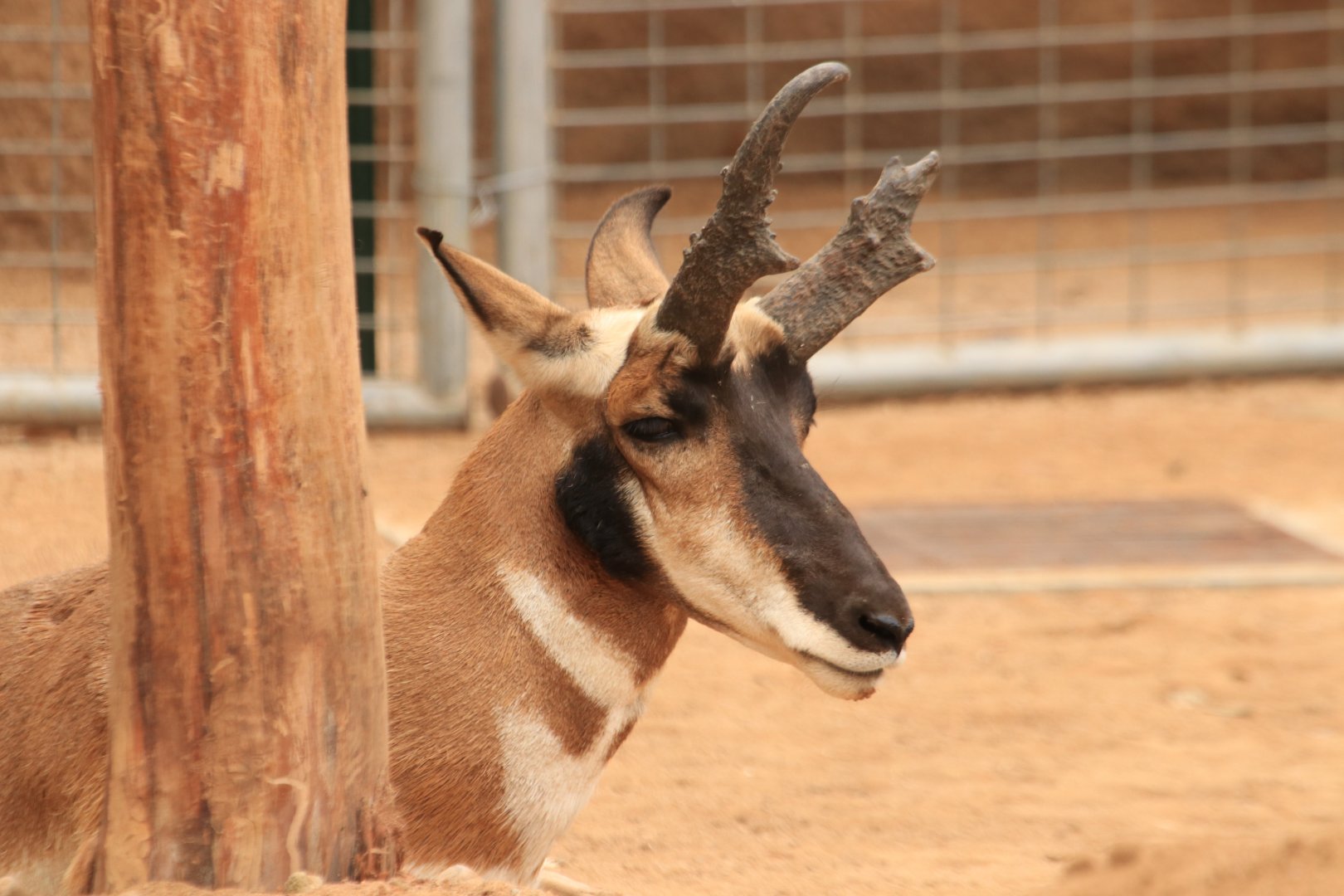 Pronghorn (June 2019)