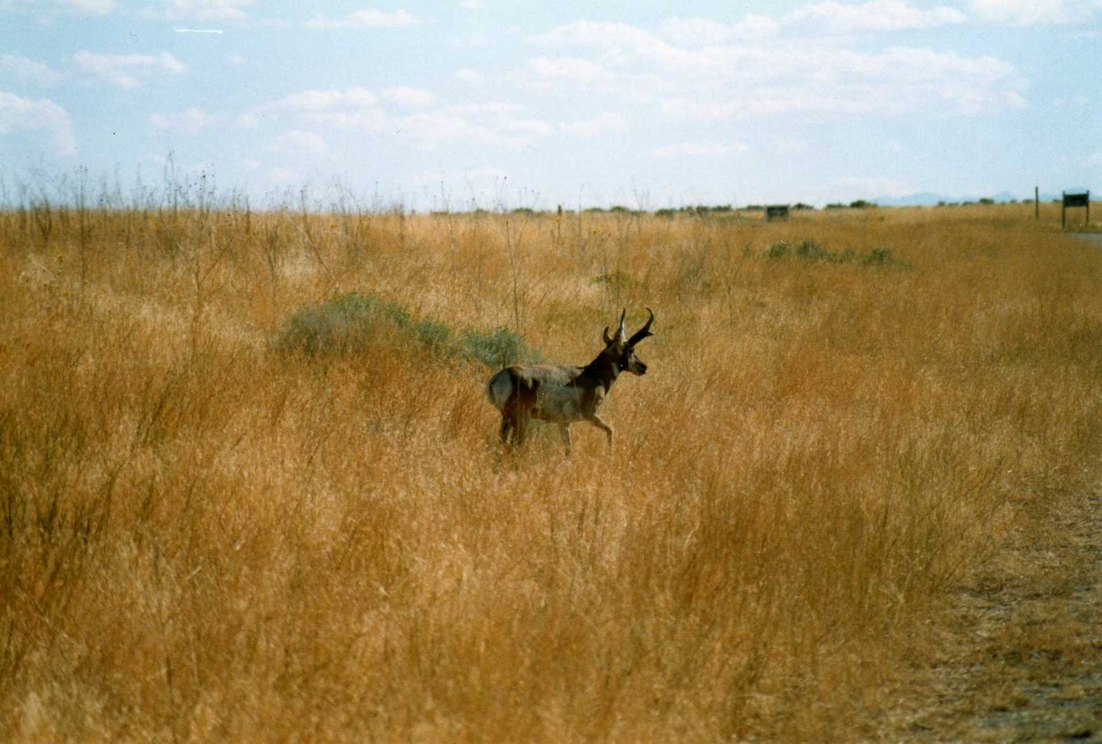 Pronghorn male