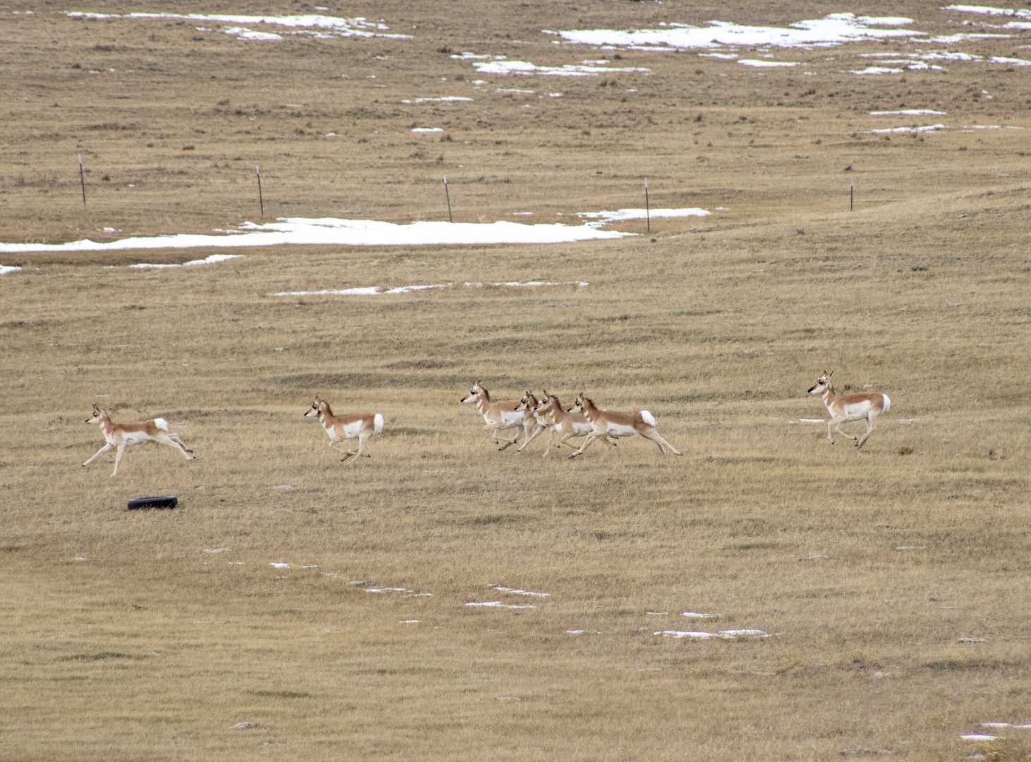 Pronghorn - Montana