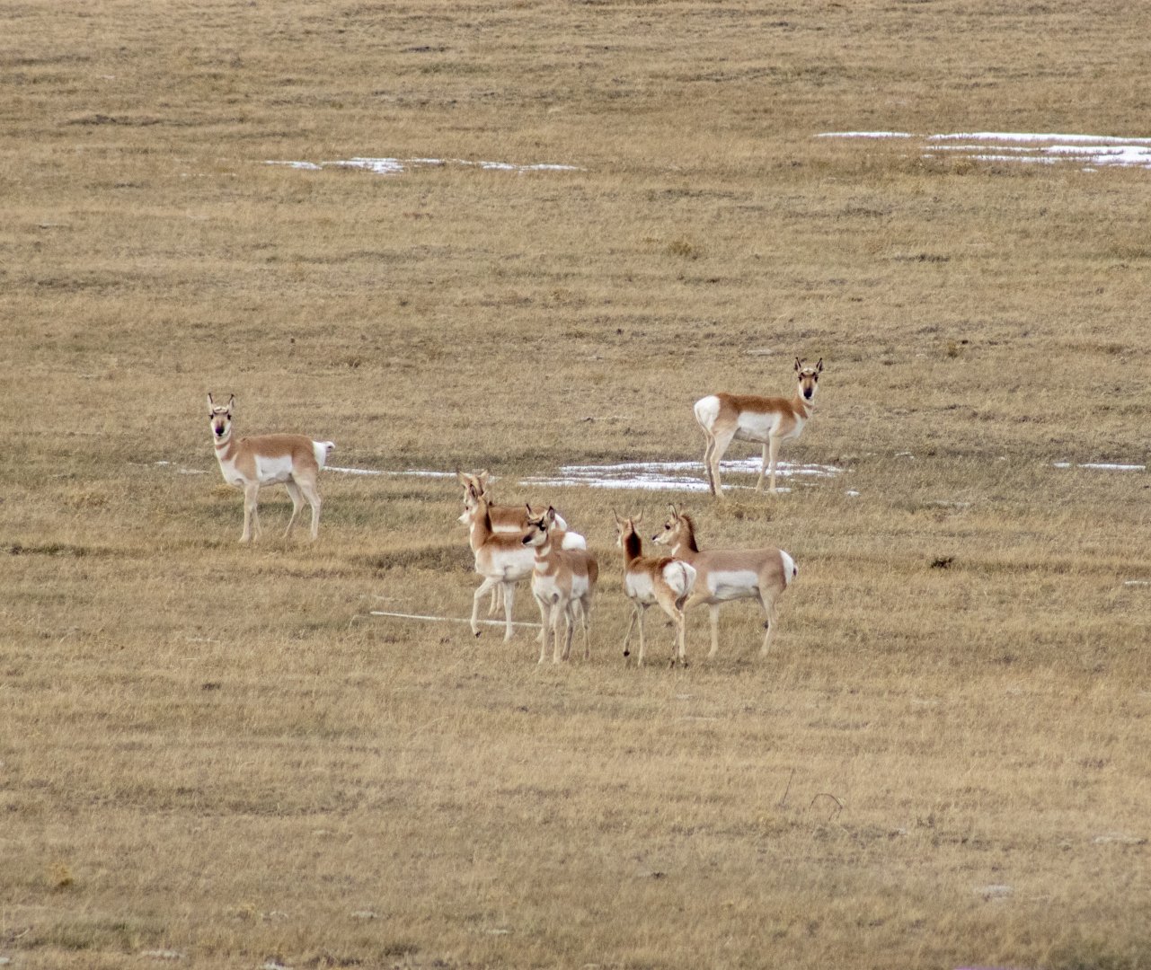 Pronghorn - Montana