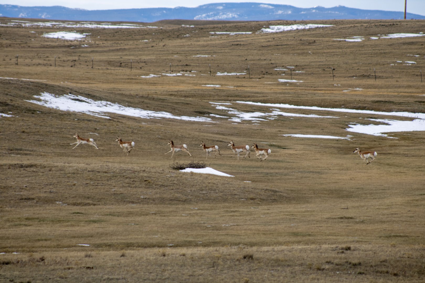 Pronghorn - Montana