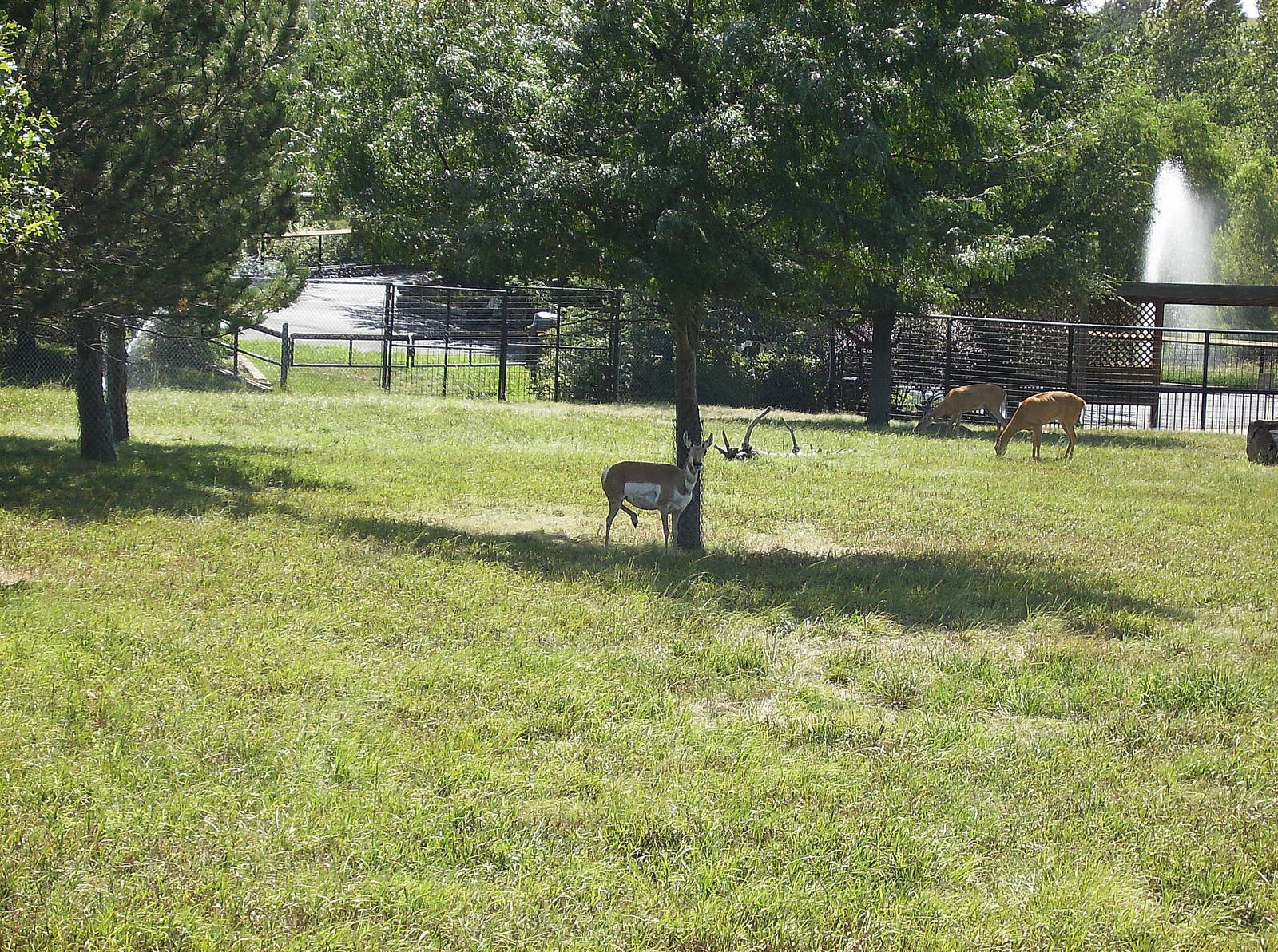 Pronghorn/Mule deer
