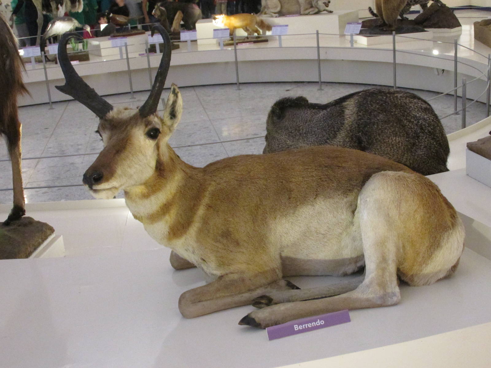pronghorn museo de historia natural