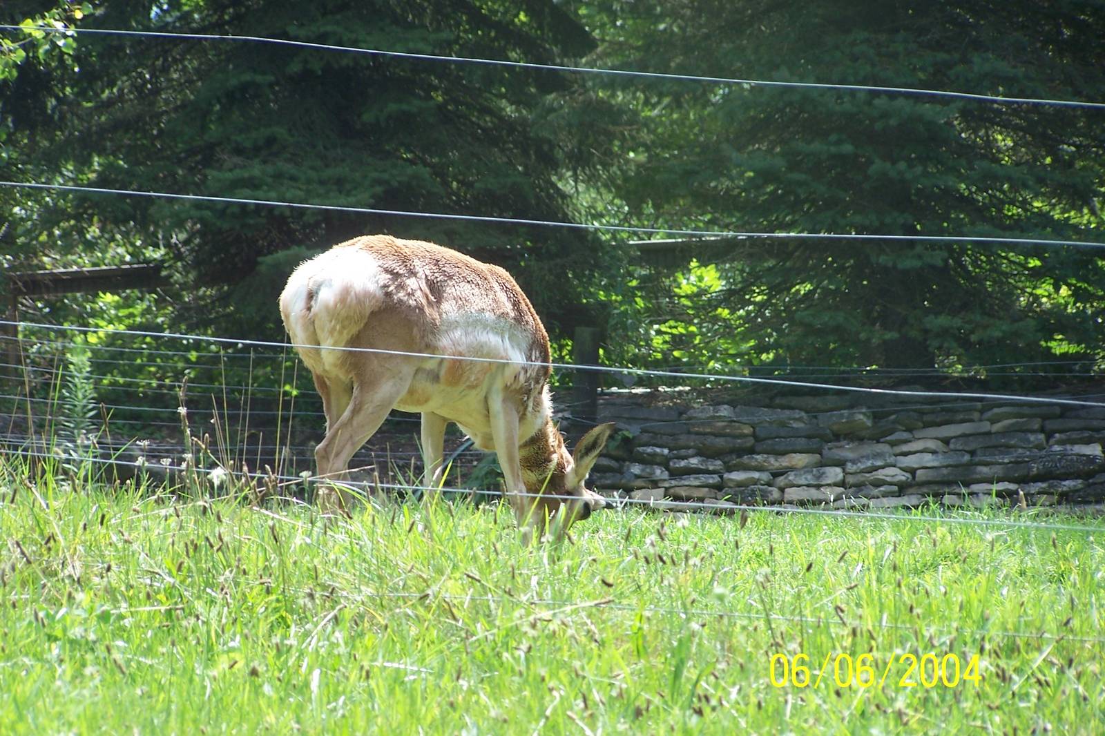 Pronghorn ~ North America