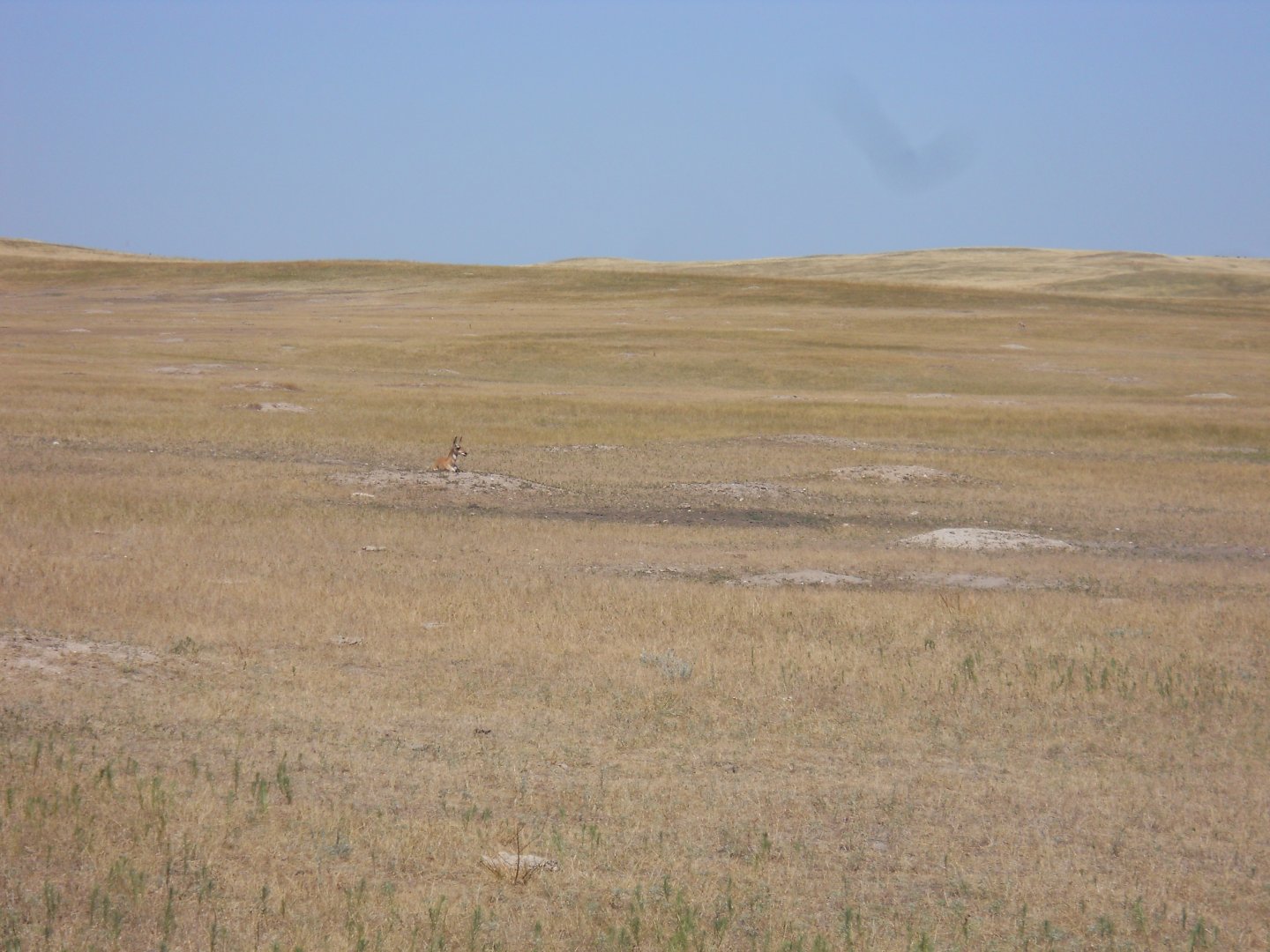 Pronghorn on a prairie dog mound