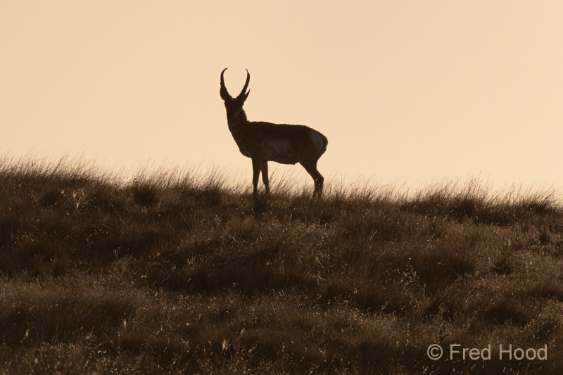 pronghorn on the horizon