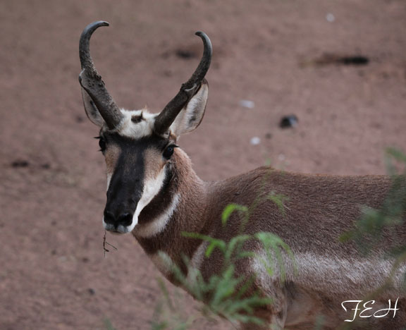 pronghorn portrait