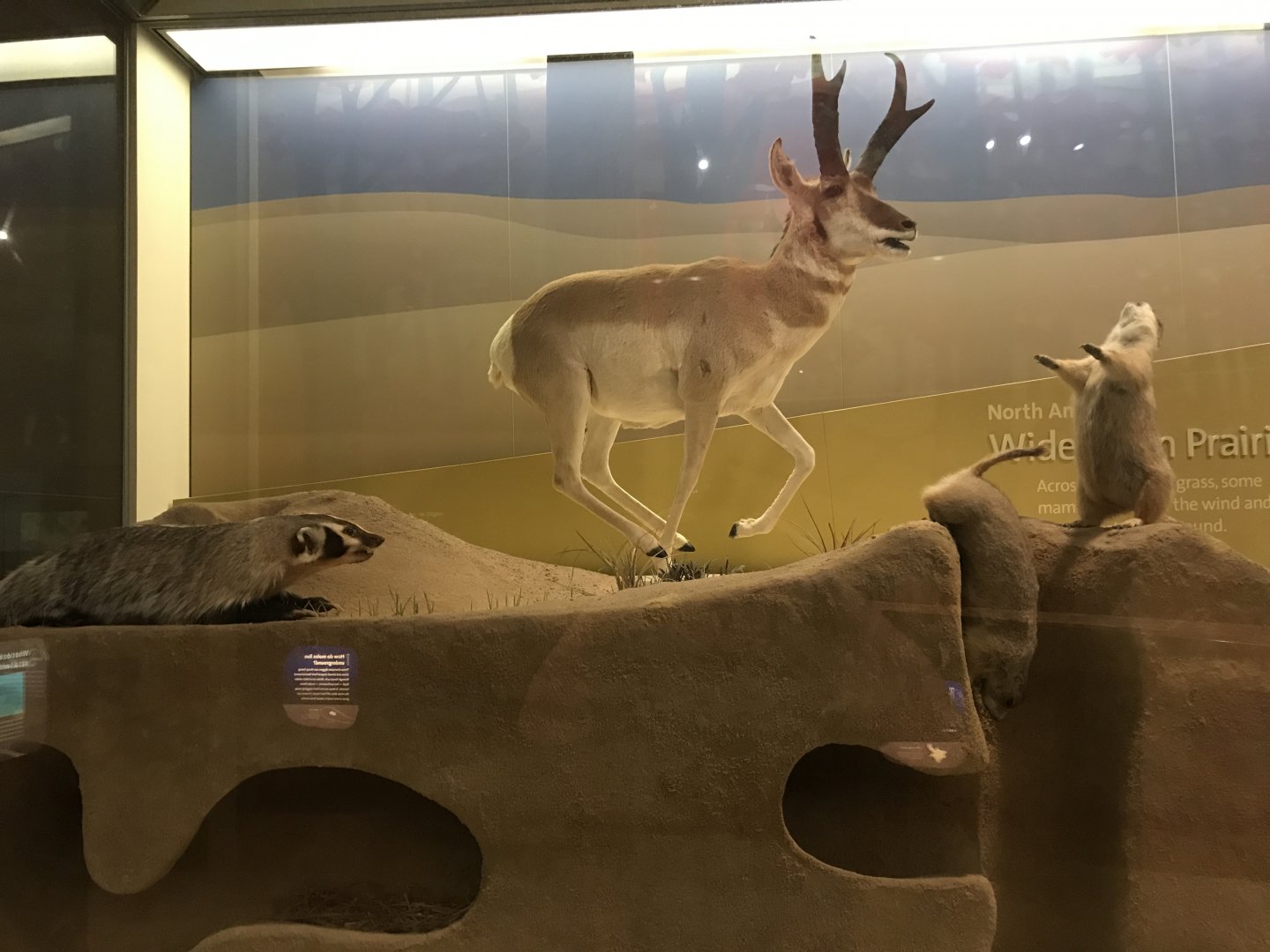Pronghorn, Prairie Dog, and American Badger