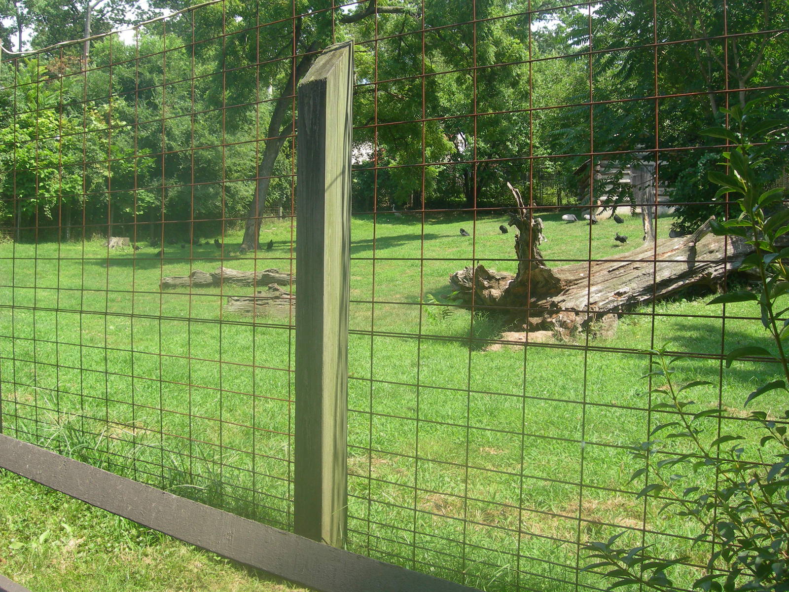 Pronghorn/Sandhill Crane Exhibit