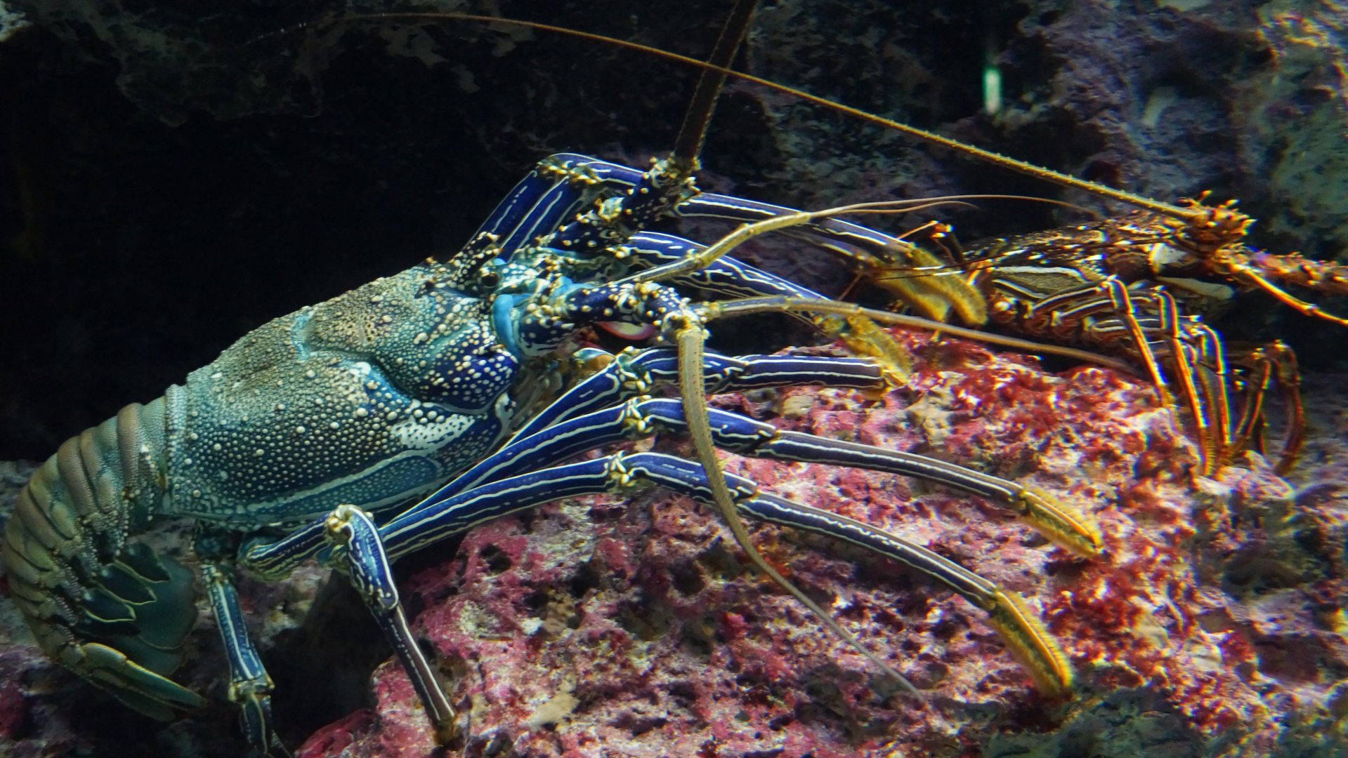 Pronghorn Spiny Lobster