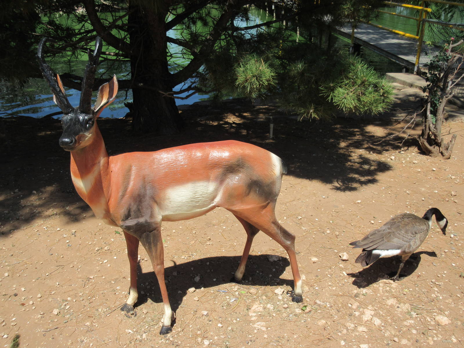 Pronghorn Statue + Canada Goose (real)
