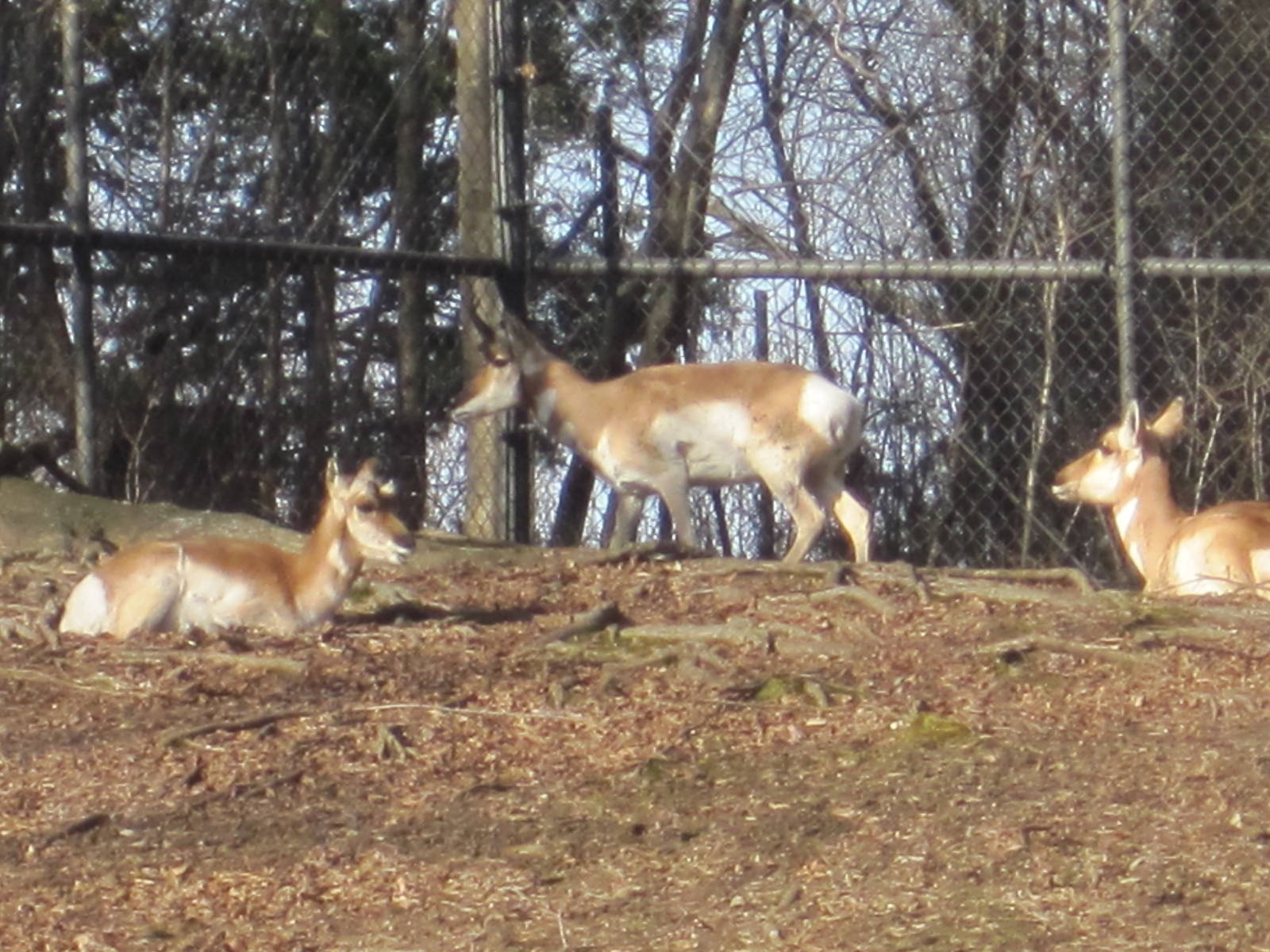 Pronghorn Trio