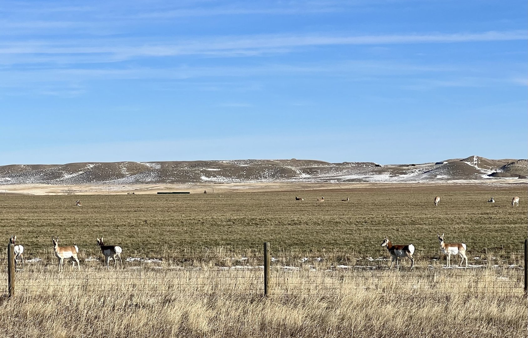 Pronghorn - Wyoming