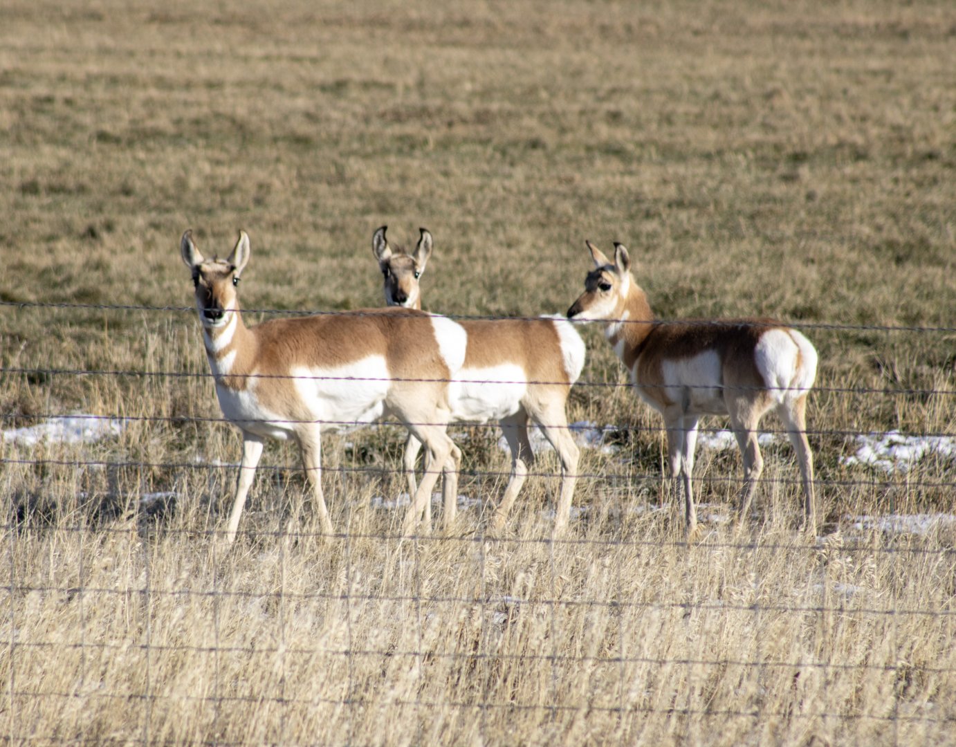 Pronghorn - Wyoming