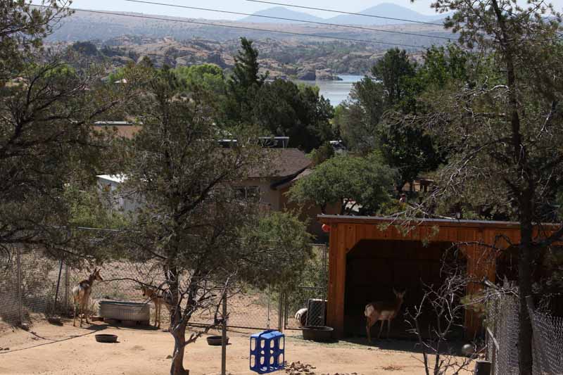 pronghorn yard and view