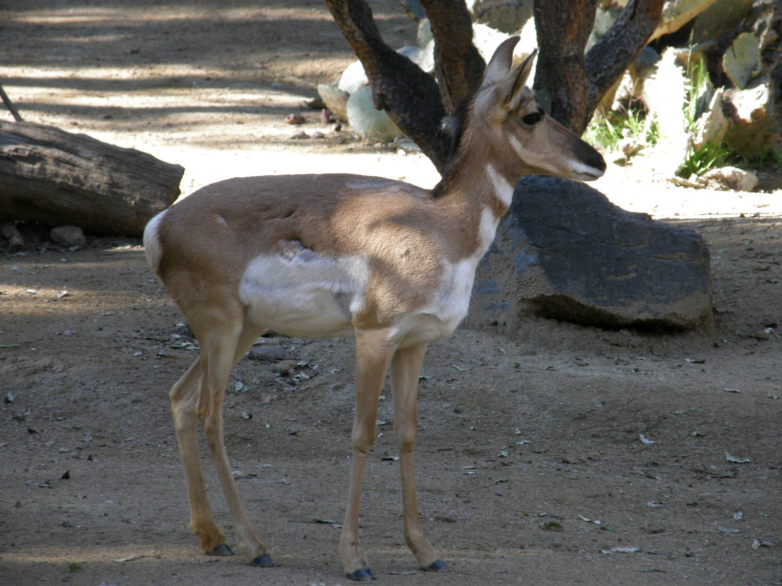 pronghorn