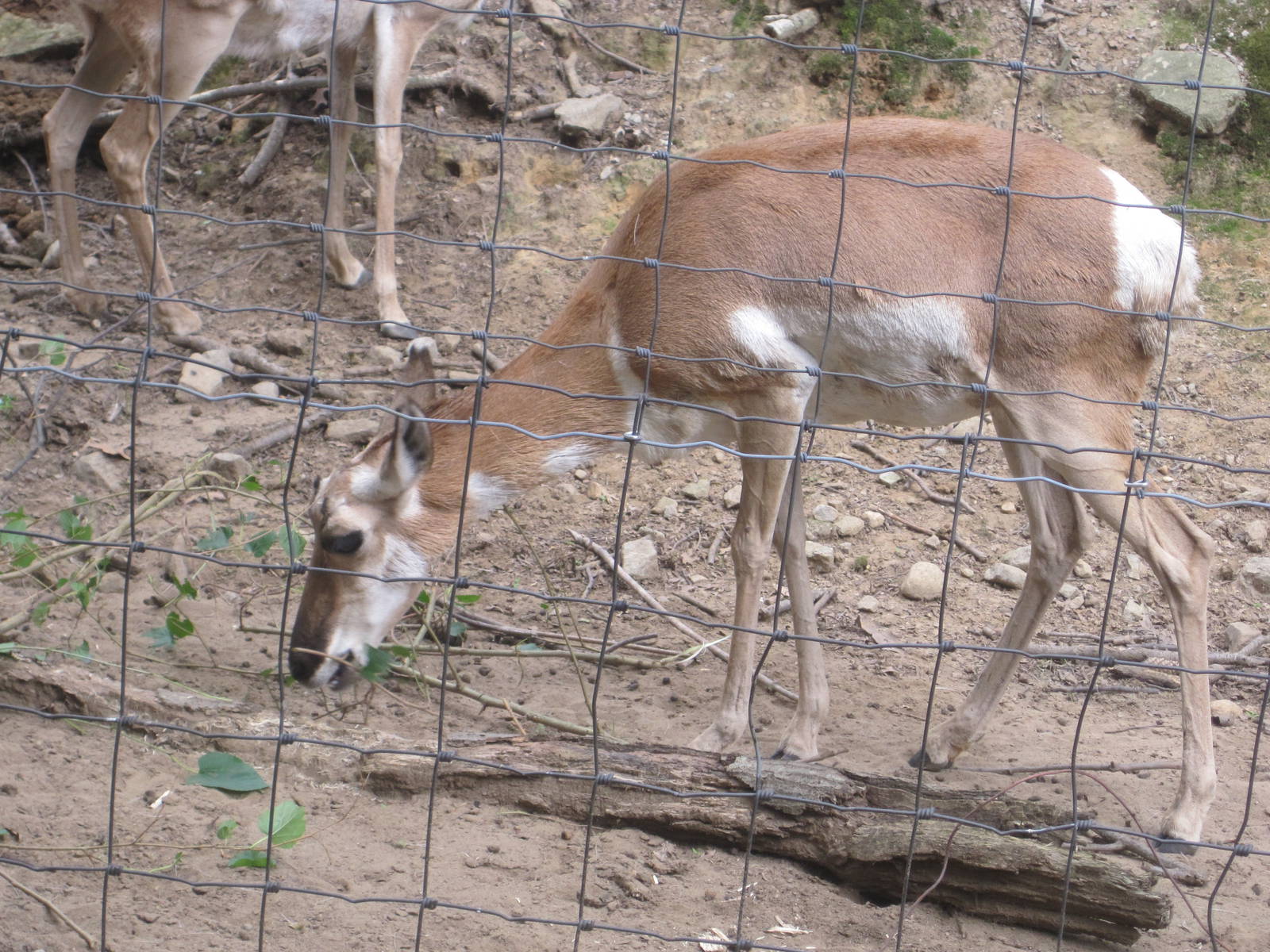 Pronghorn