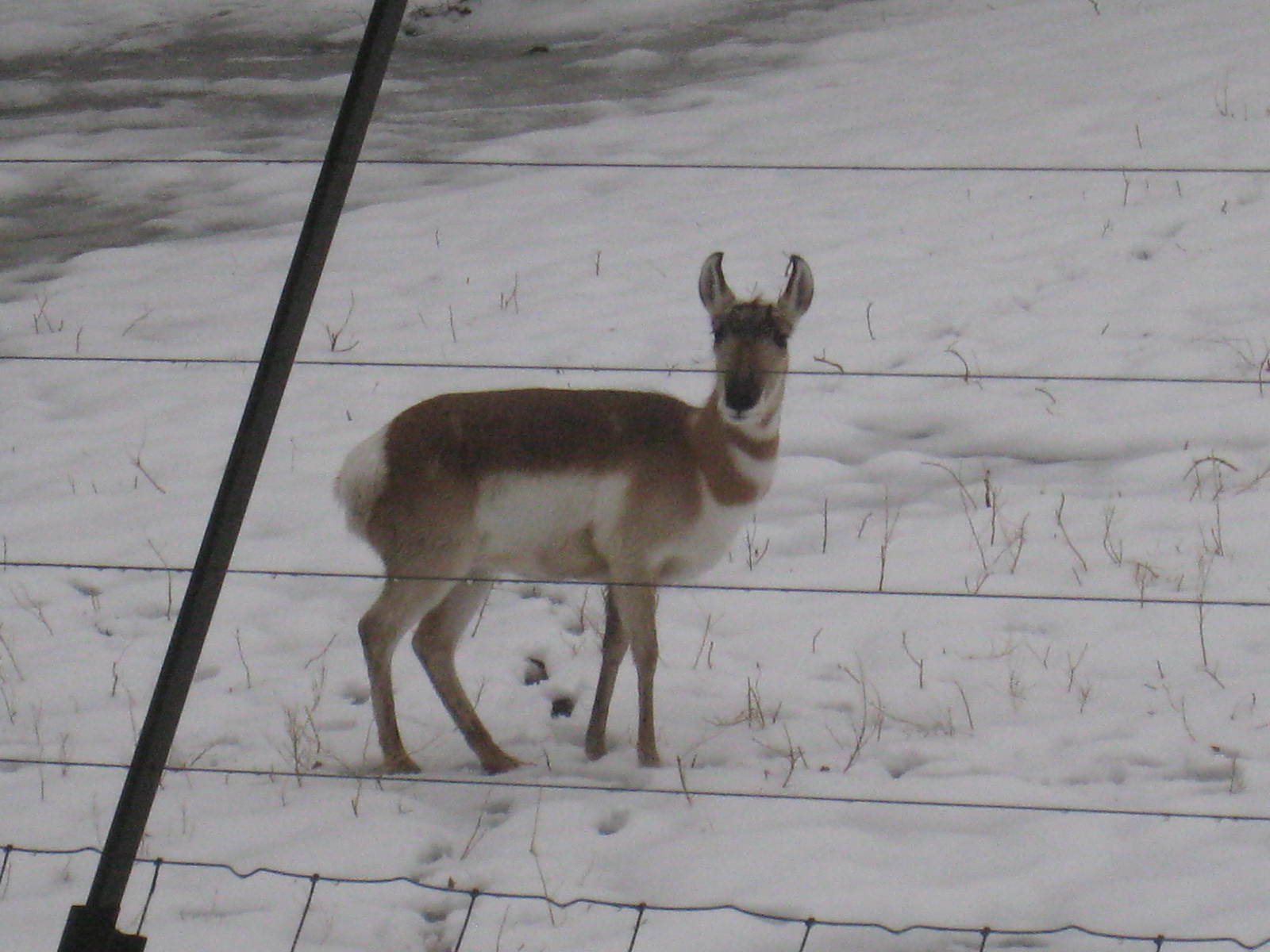 Pronghorn