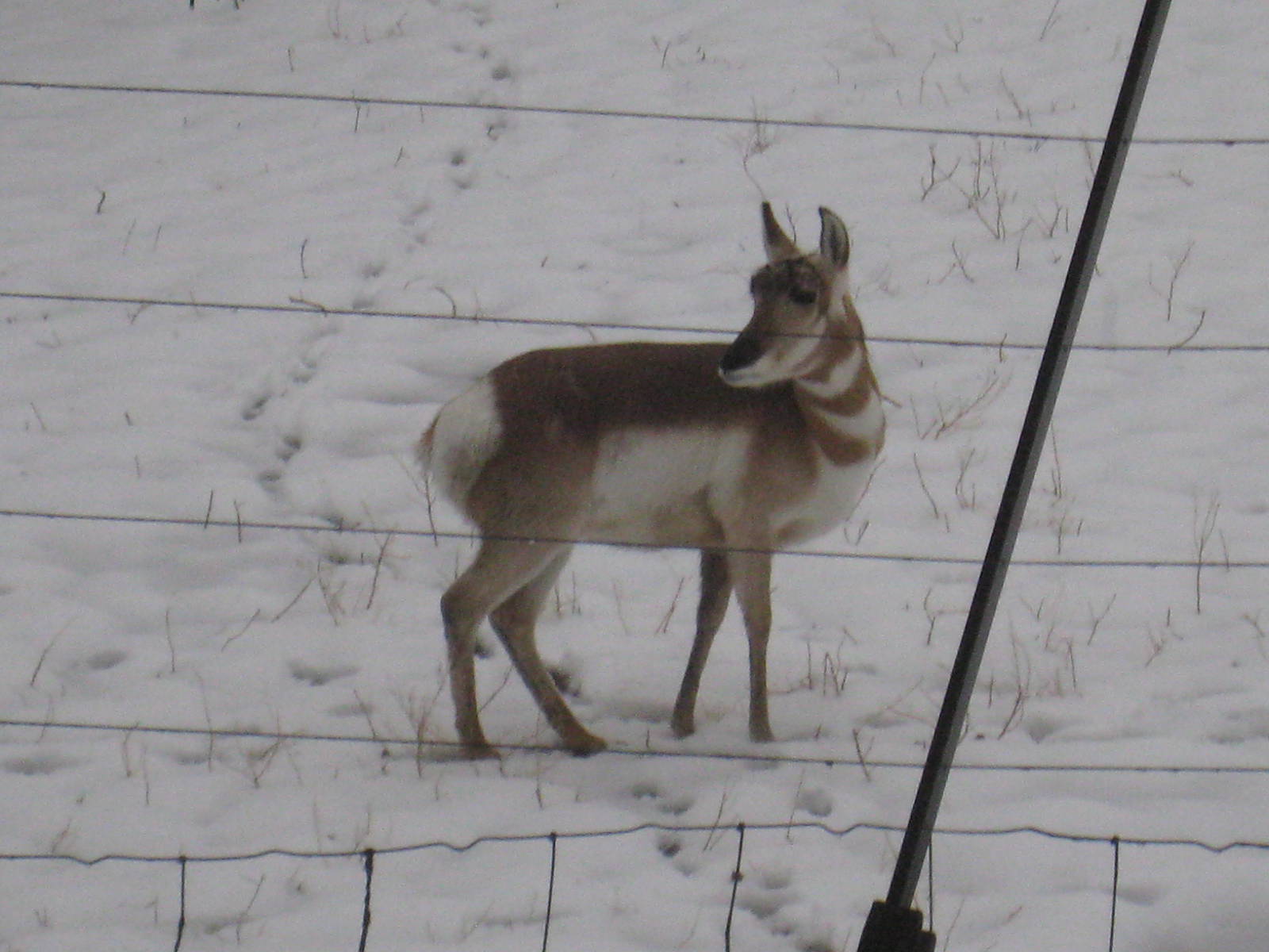 Pronghorn