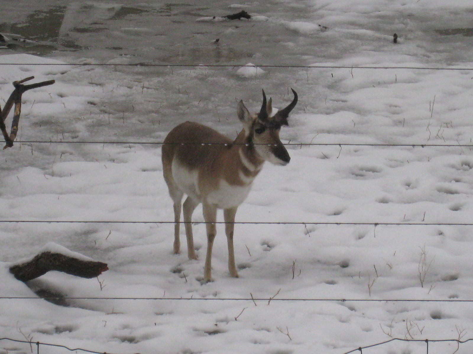 Pronghorn