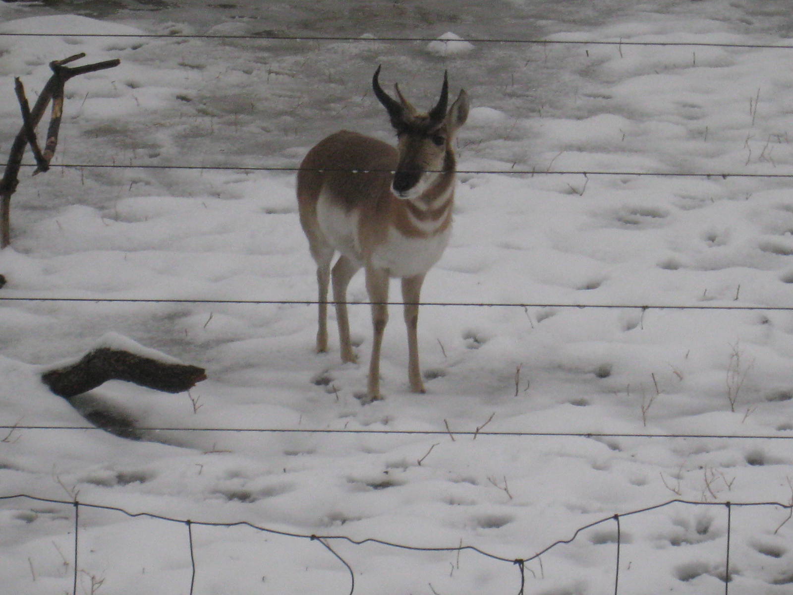 Pronghorn