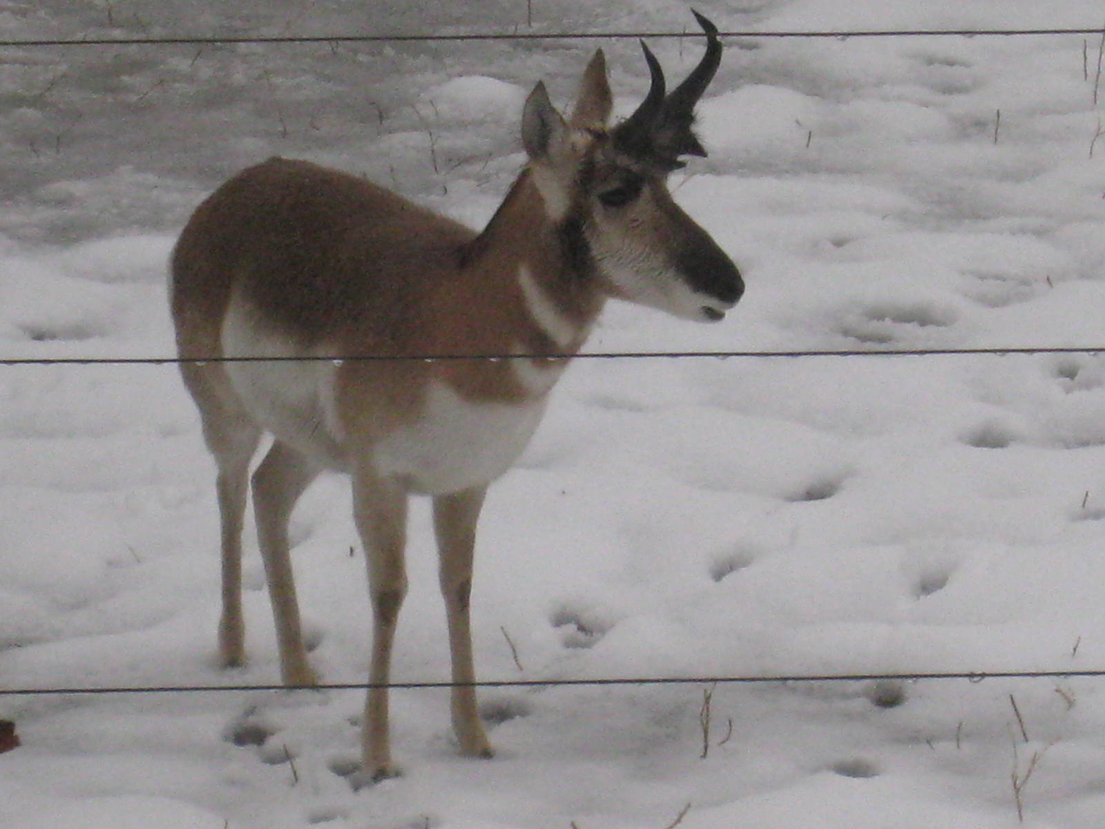 Pronghorn