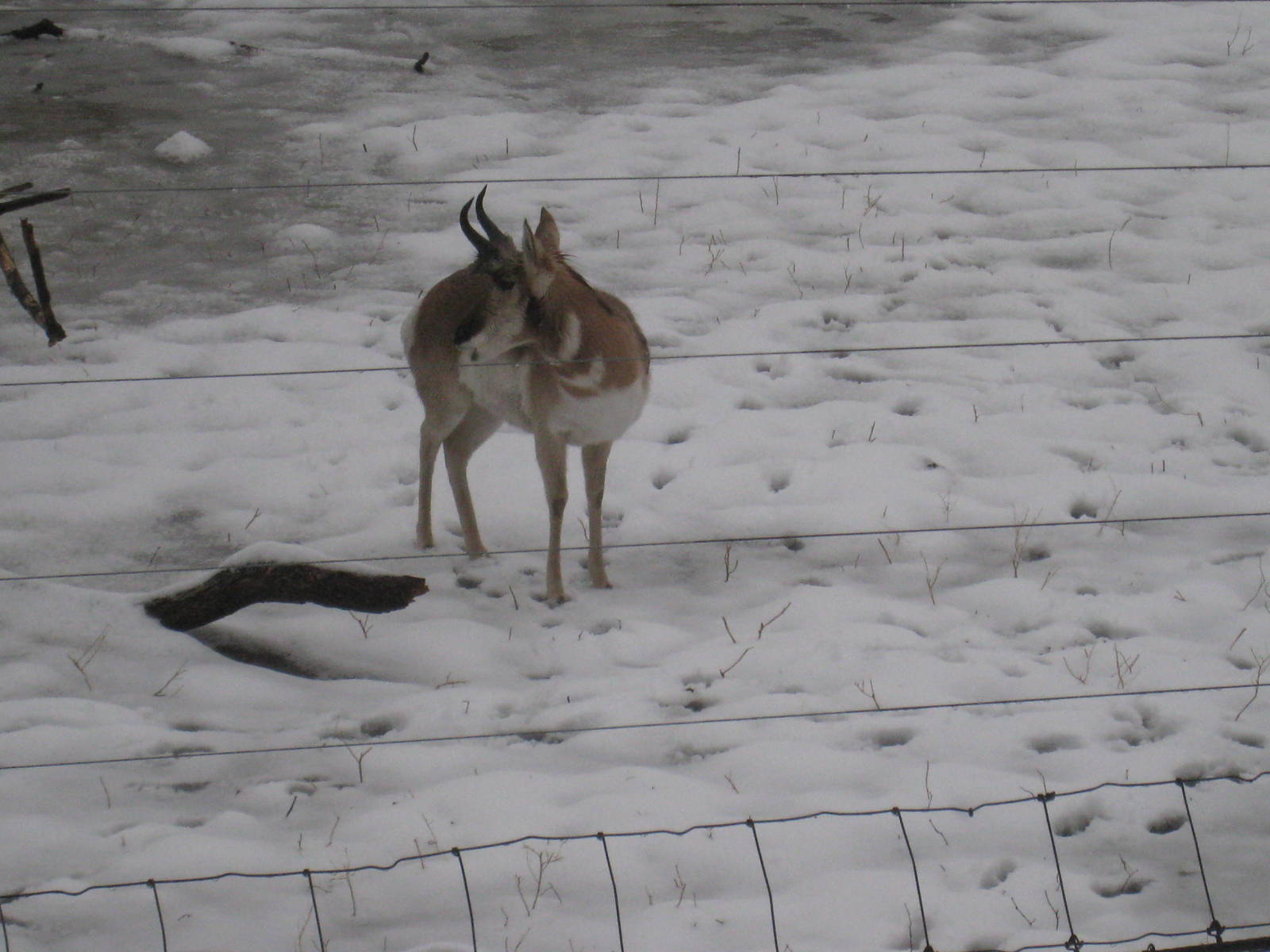Pronghorn