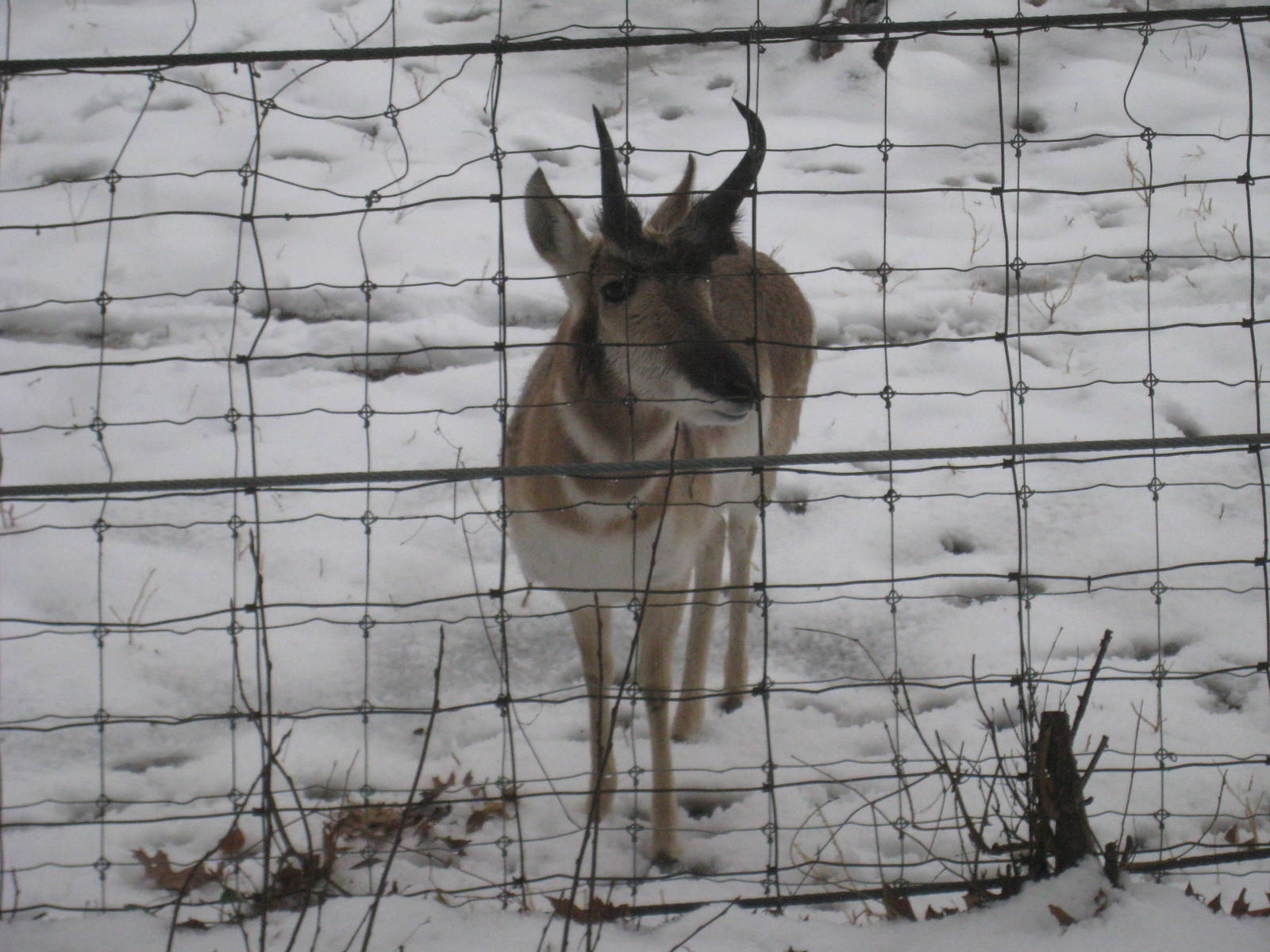 Pronghorn