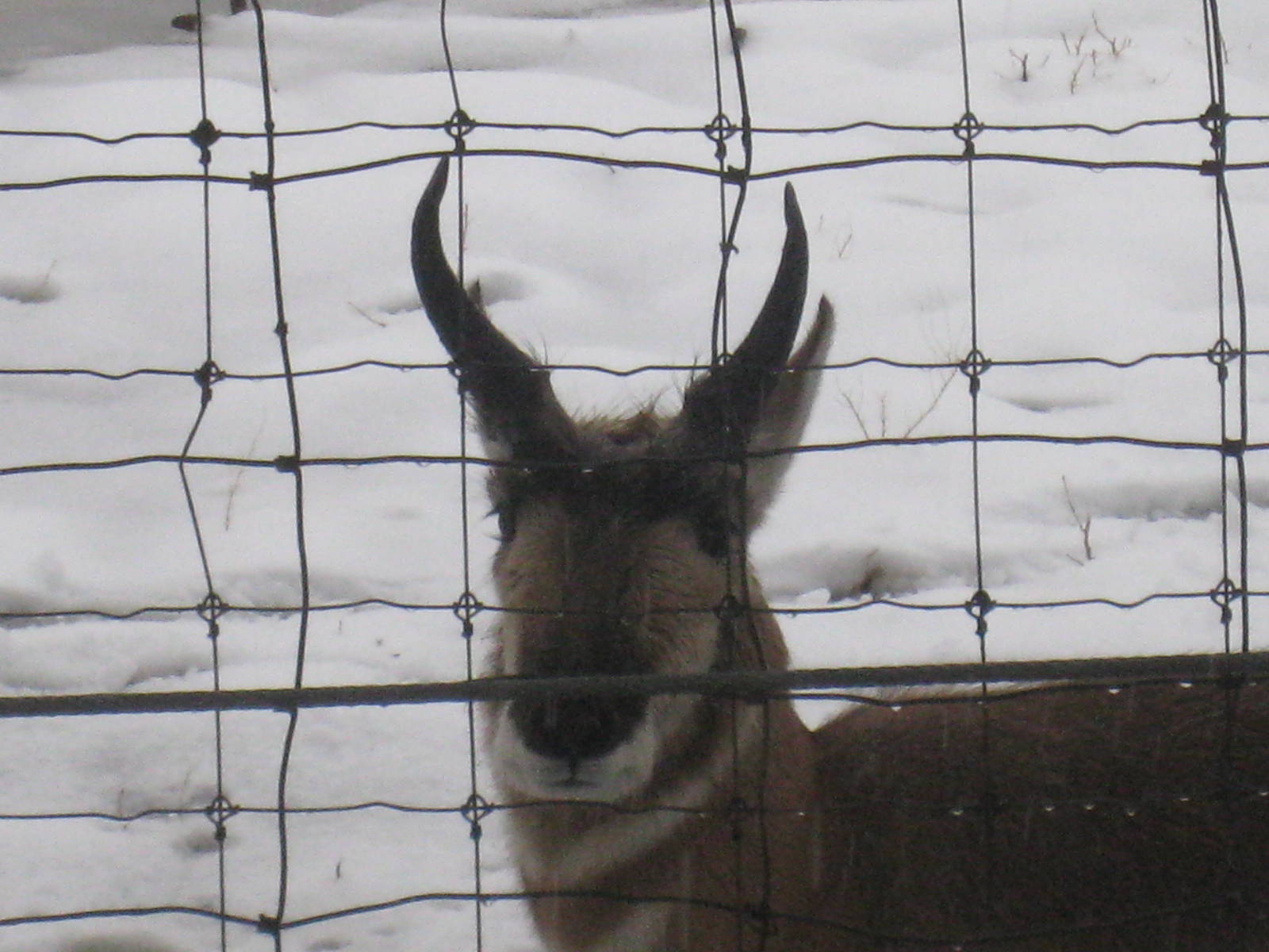 Pronghorn