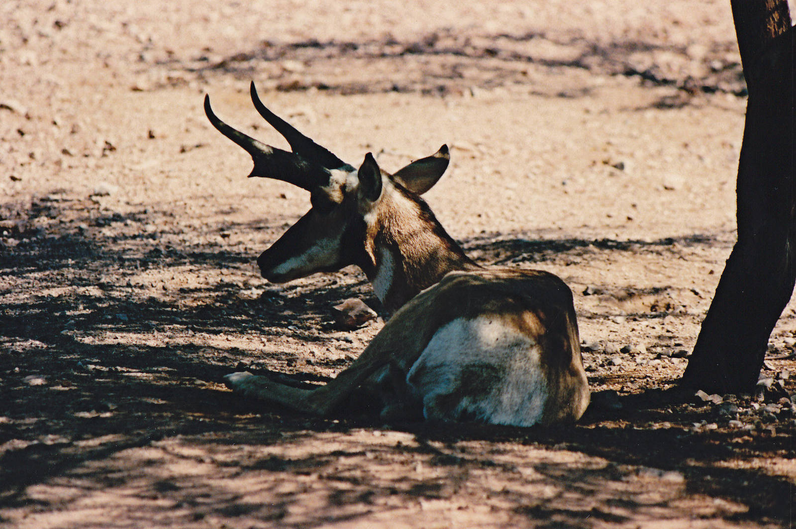 Pronghorn