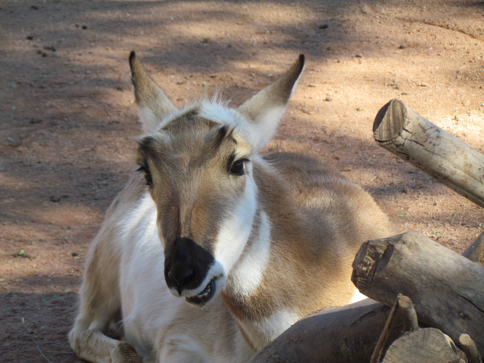 Pronghorn
