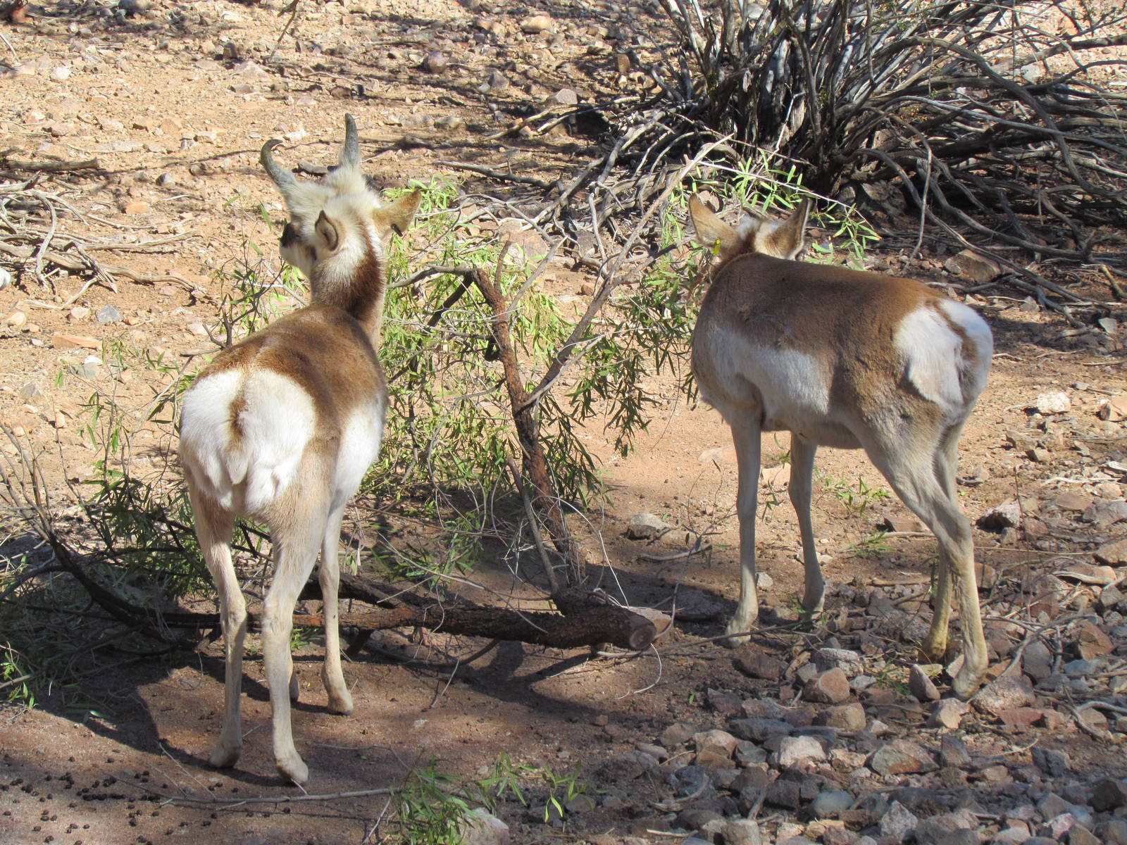 Pronghorn