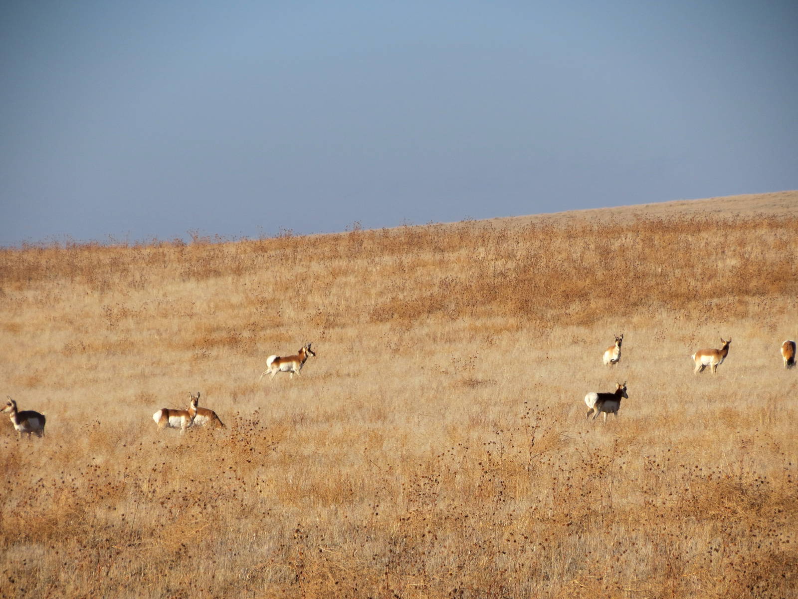 Pronghorn