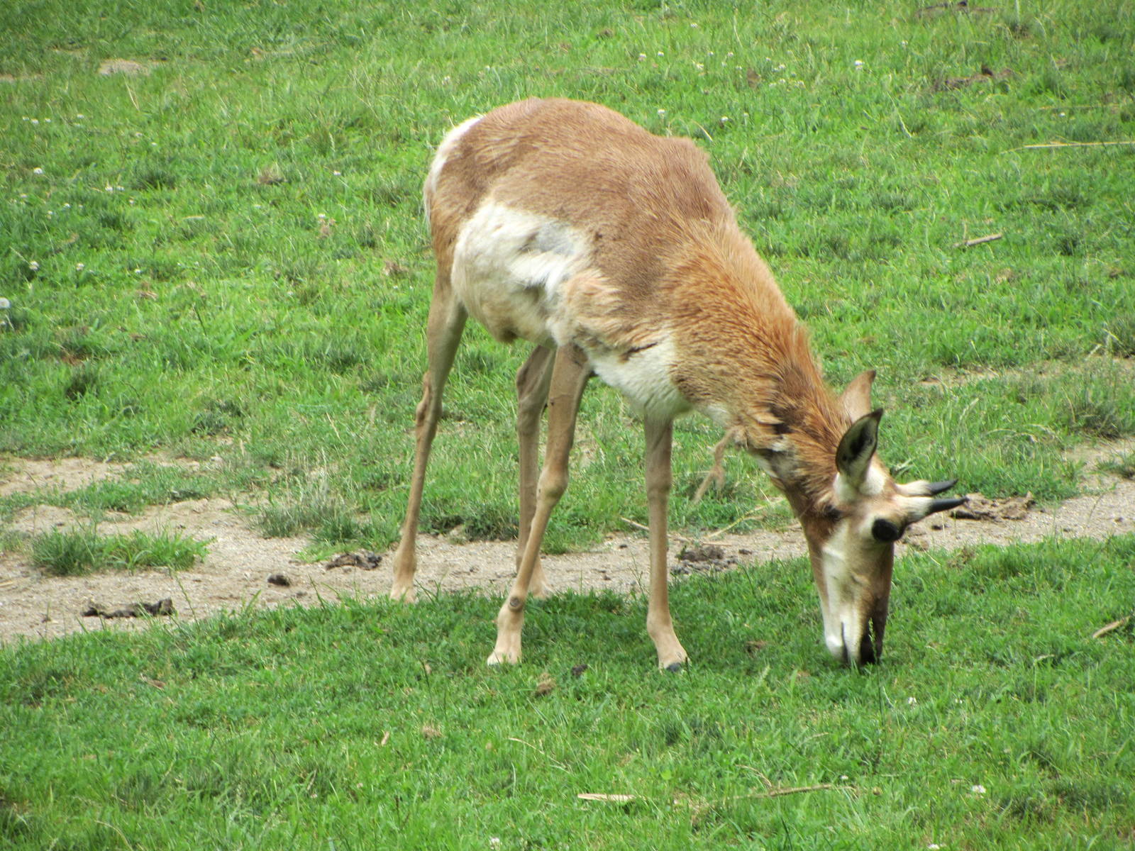 Pronghorn