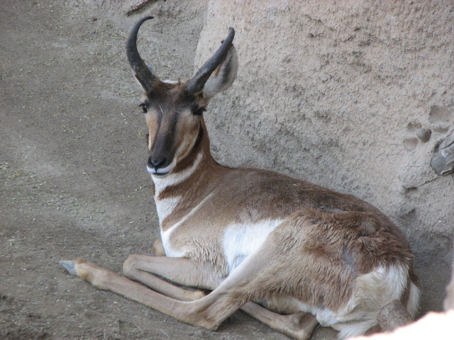Pronghorn