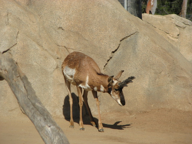 Pronghorn