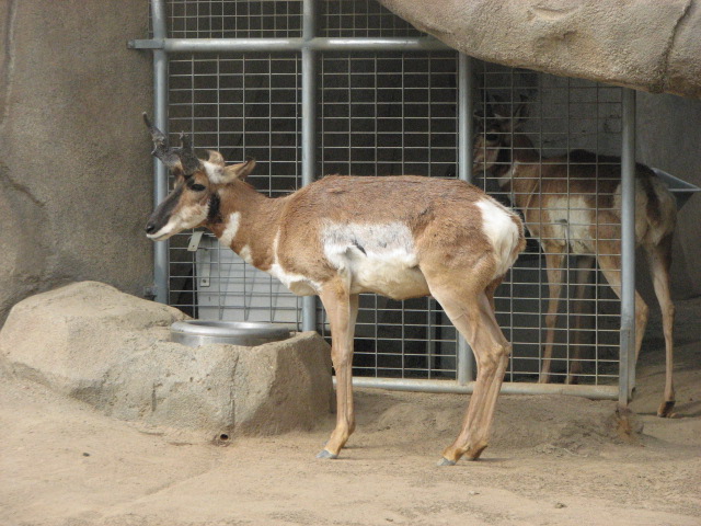 Pronghorn