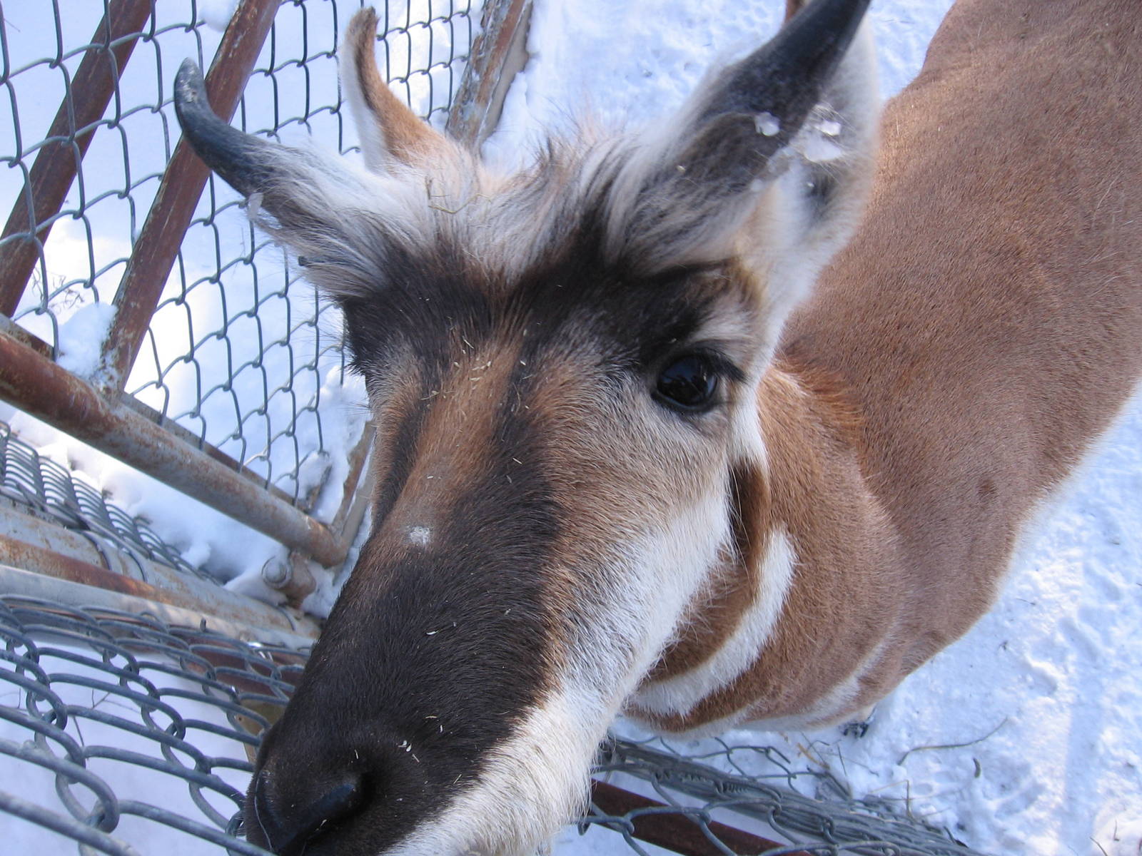 Pronghorn